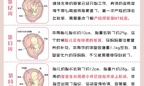 怀孕期间吃什么凉药好网 - 怀孕期间吃什么对胎儿发育好,怀孕期间吃什么水果对胎儿好